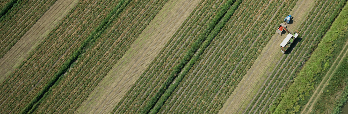 tomatoes land