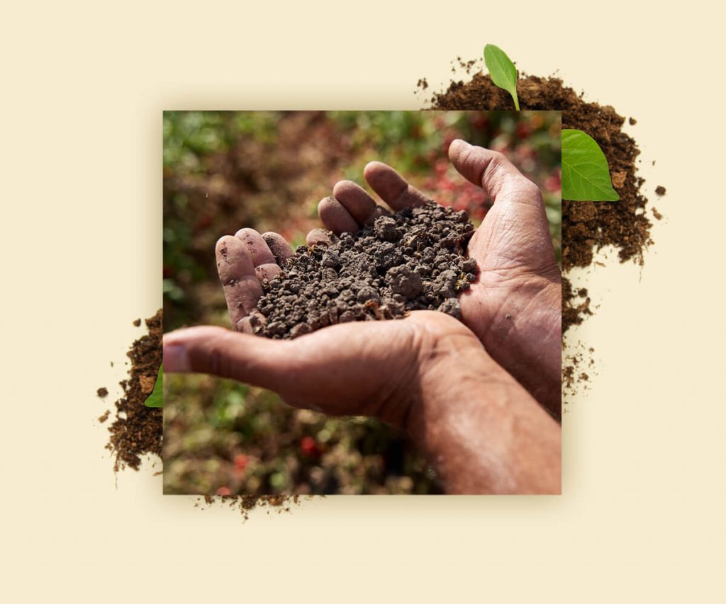 planting tomatoes