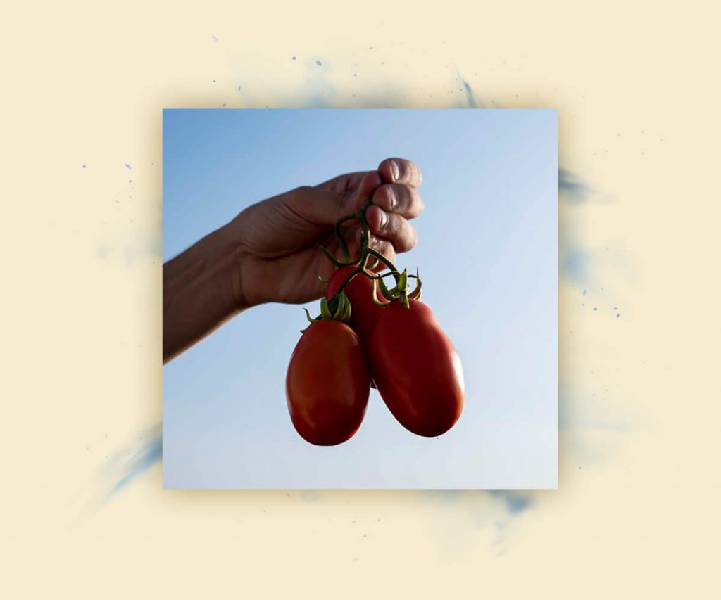 tomatoes harvest
