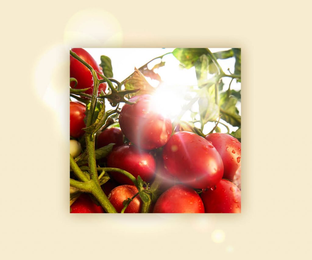 tomatoes