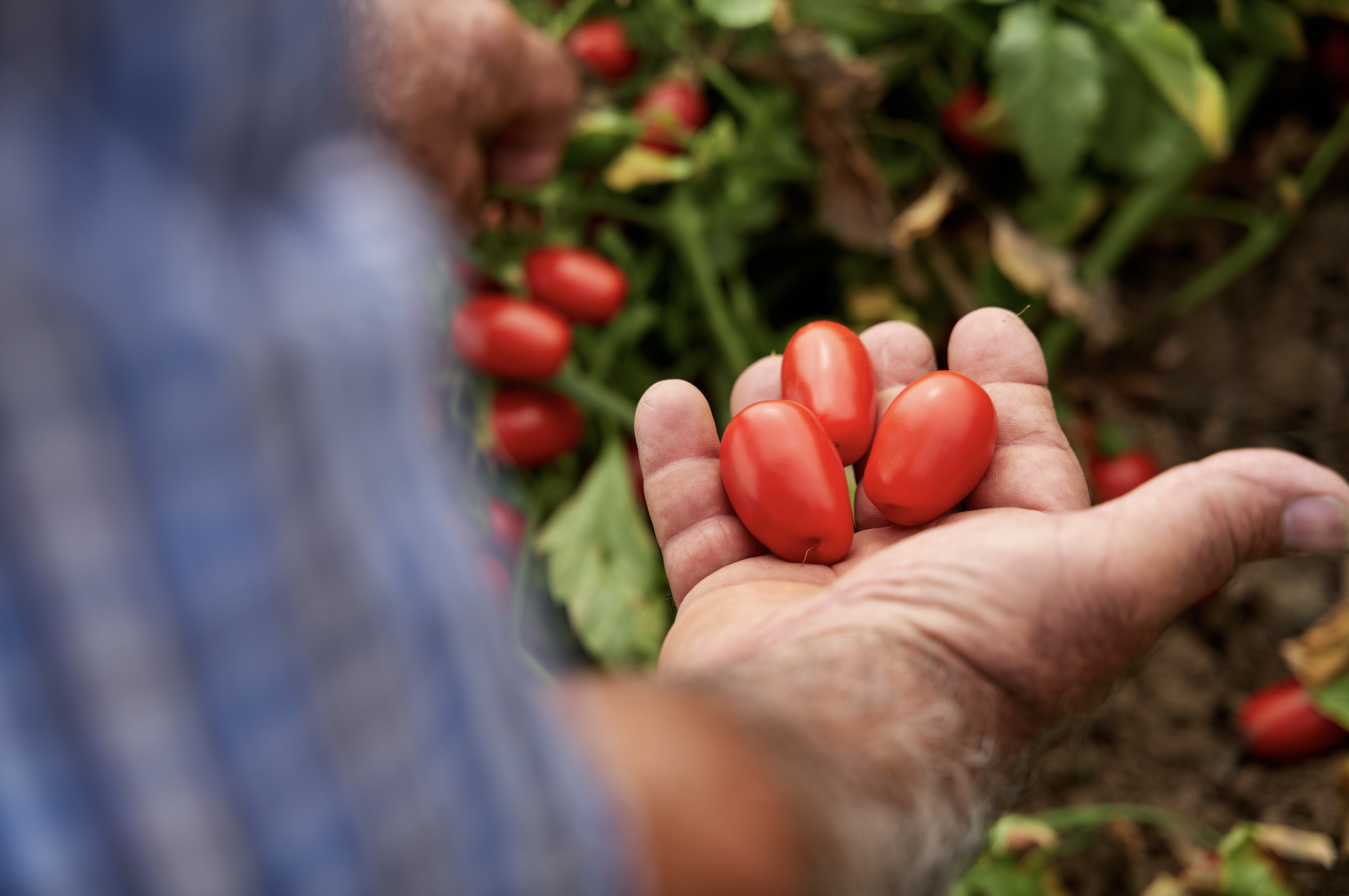 HAPPY WITH THE QUALITY OF TOMATOES DESPITE RISING ENERGY COSTS AND DROUGHT