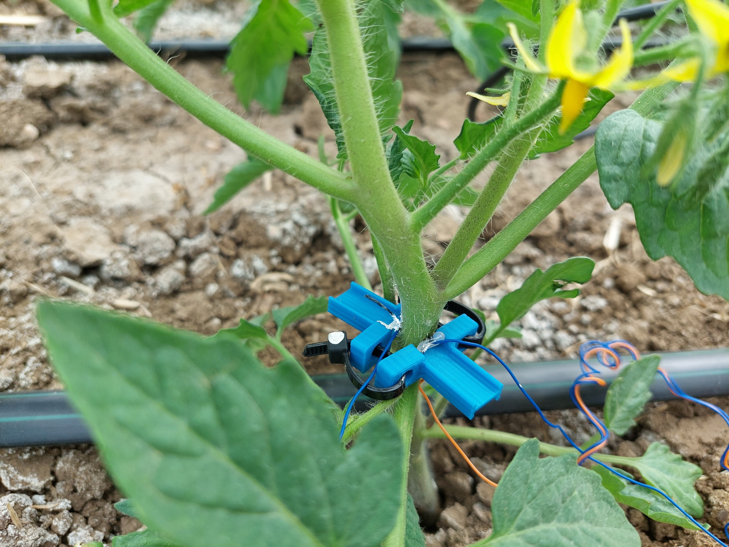 Mutti and IMEM-CNR launch the first trial of Bioristor sensor on tomato plants