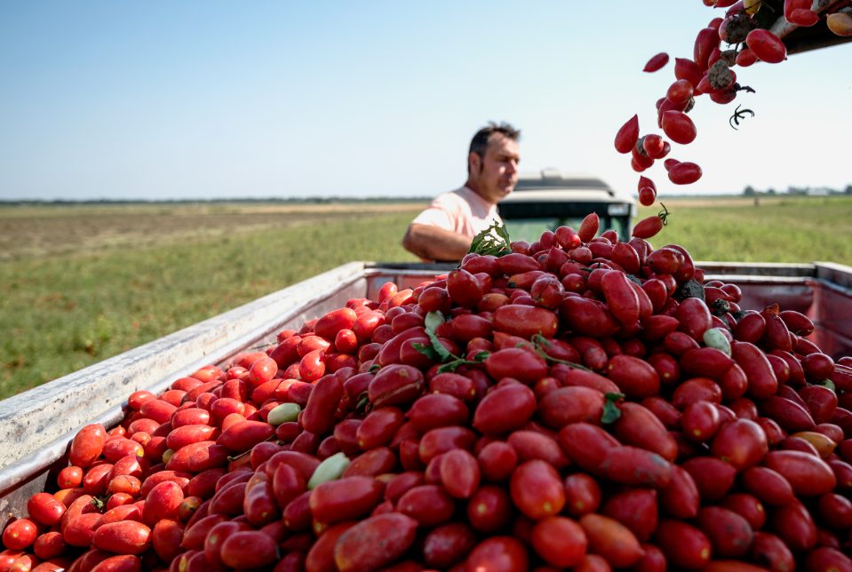 En Italiensk tomatproduksjon vi kan være stolte av