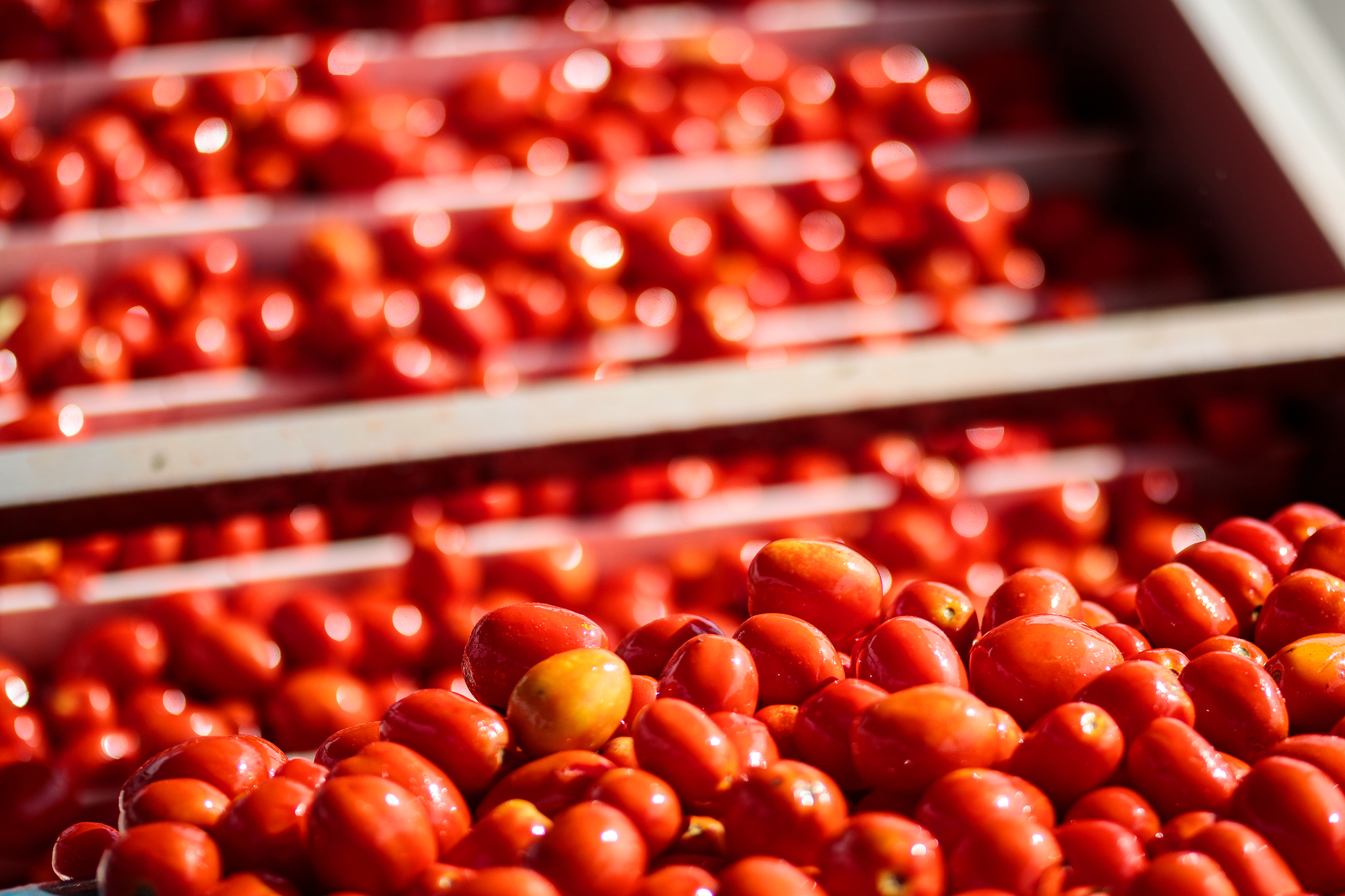 Ta del av Muttis direktsändning från våra tomatfält