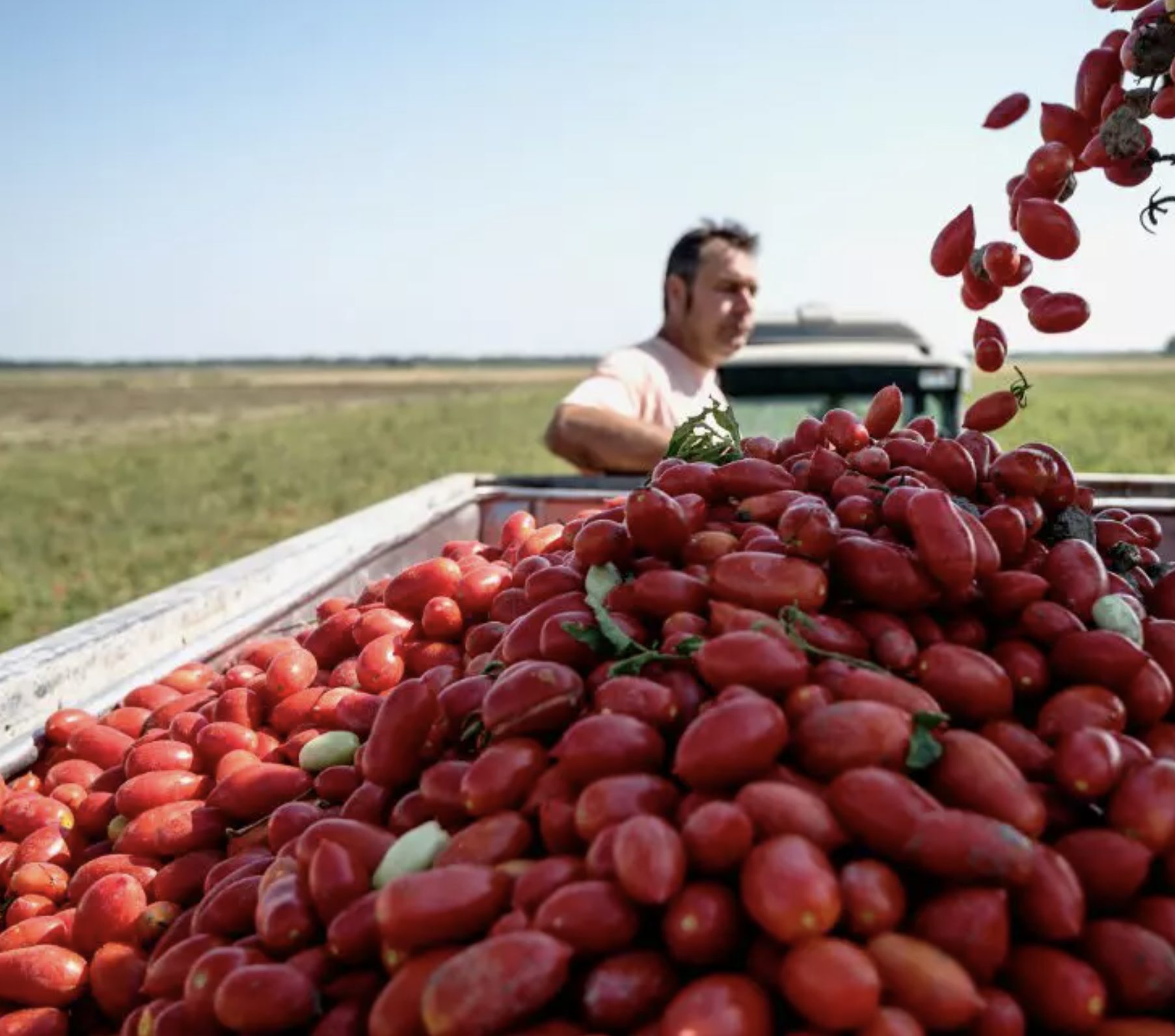 Tomaternas förstklassiga produktionskedja