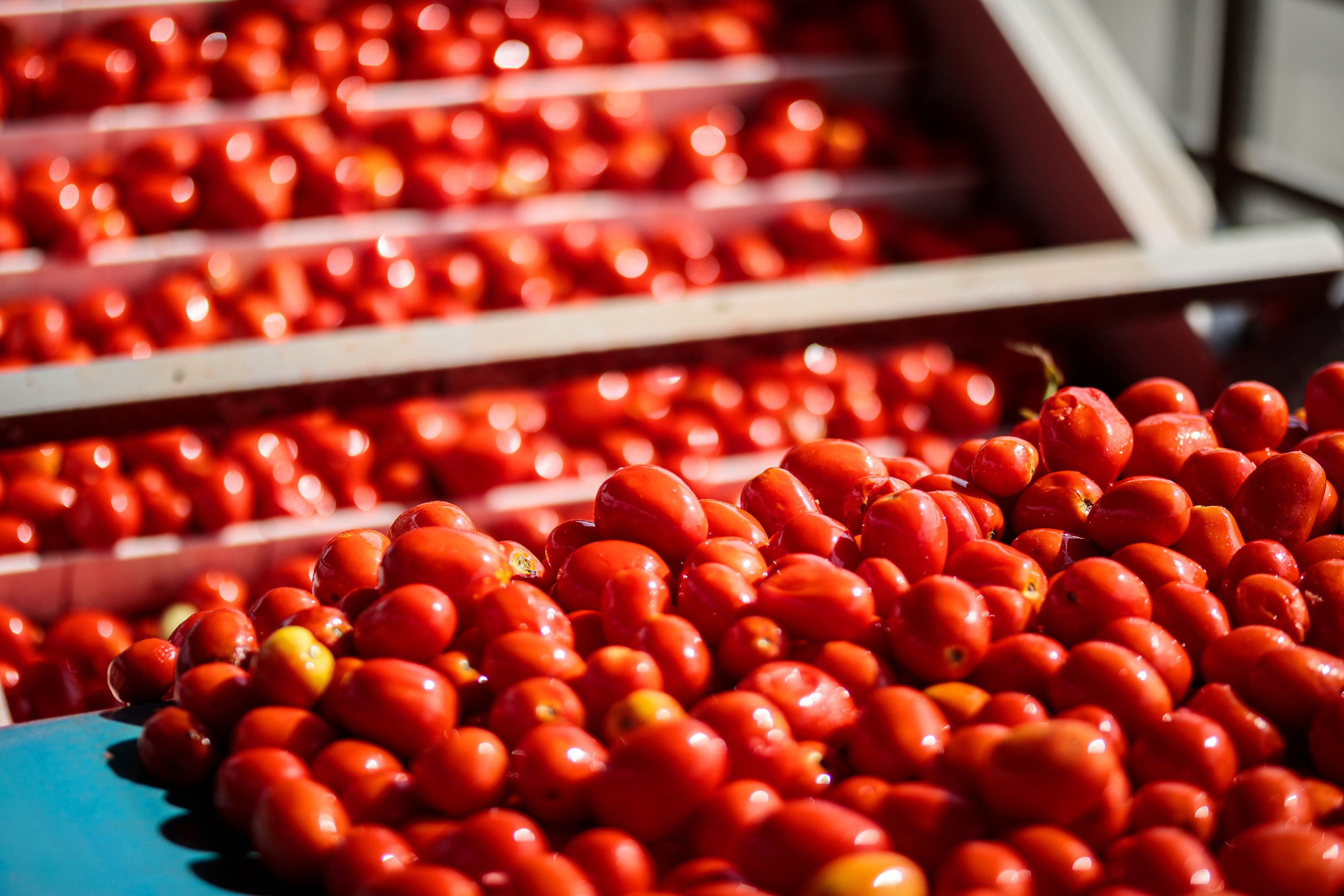 Ein Blick hinter die Kulissen: Die Ernte live erleben!