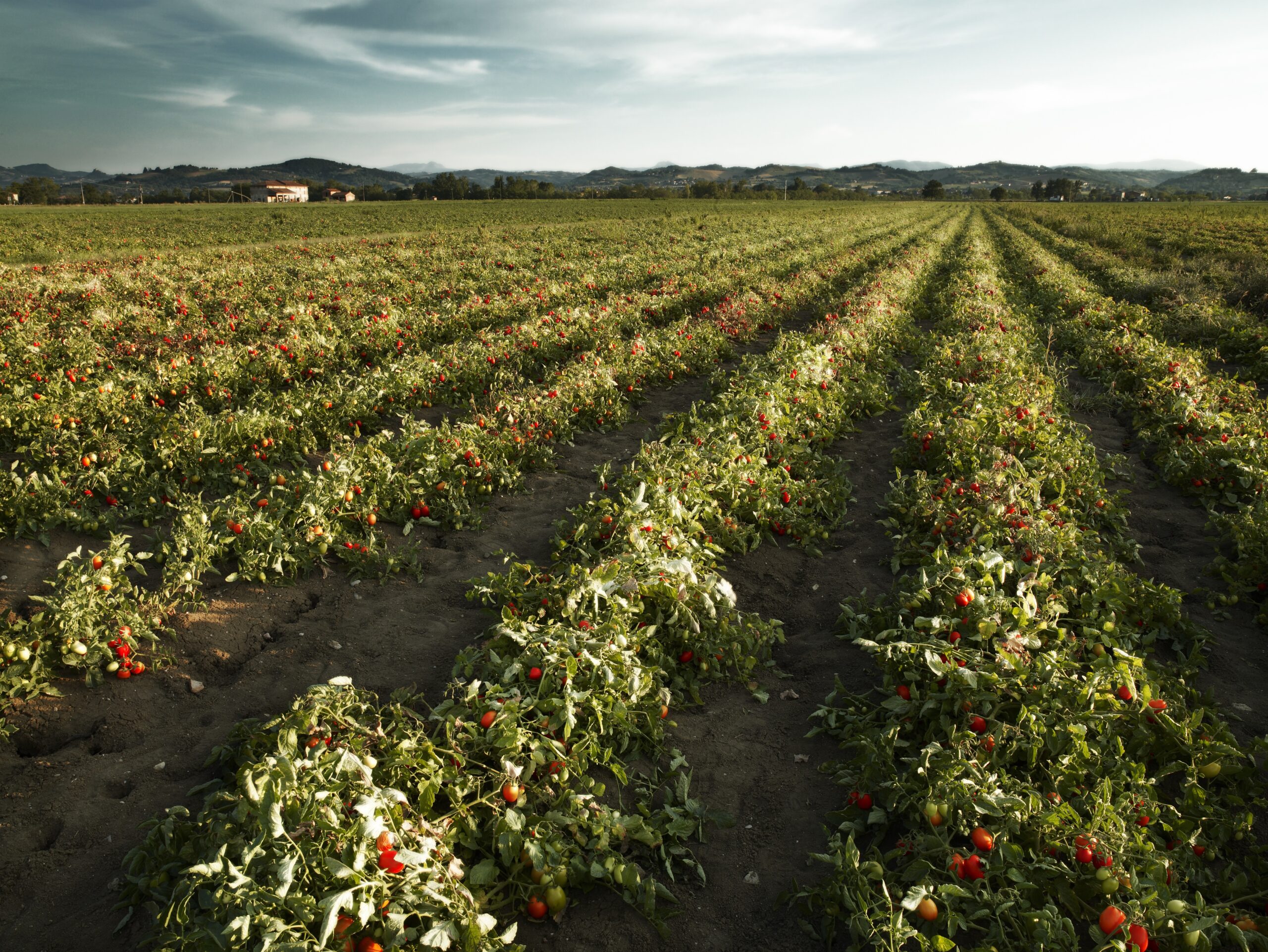 La Journée mondiale de la tomate