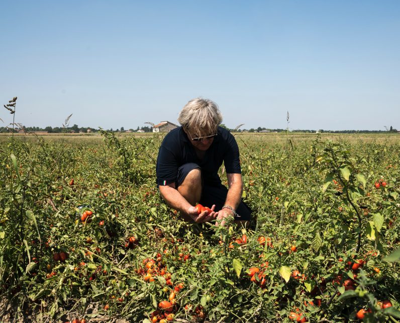 What does climate change mean for tomato farming?