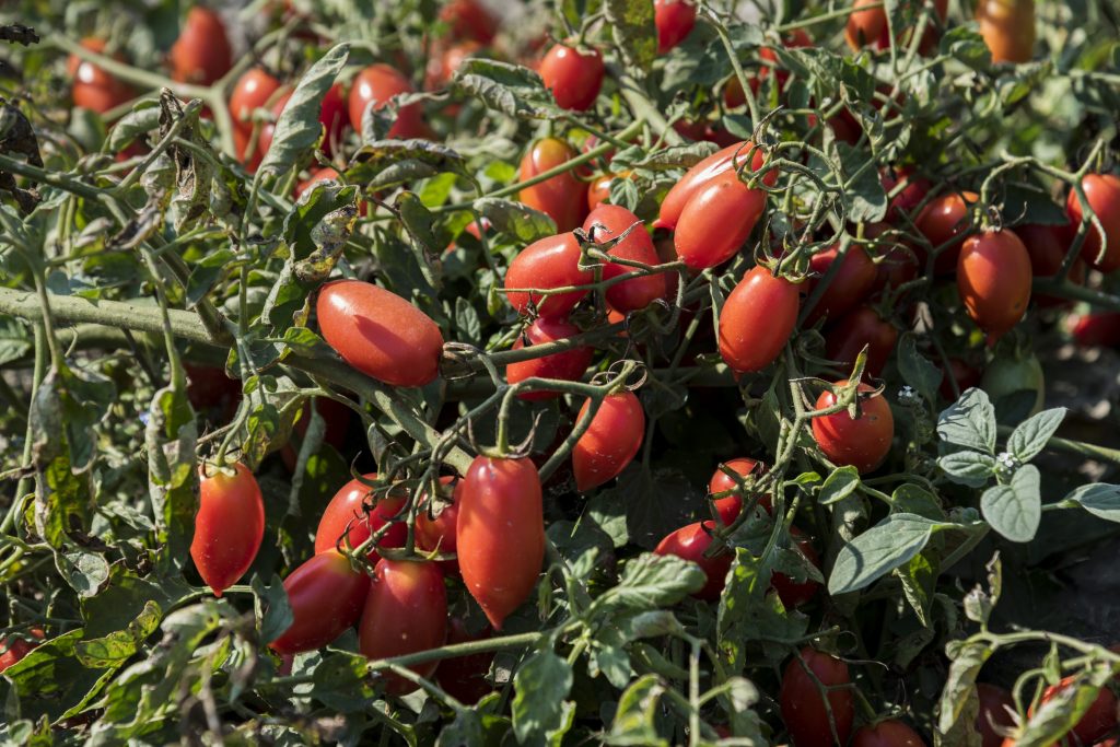 Sustainably produced, quality tomatoes for great taste