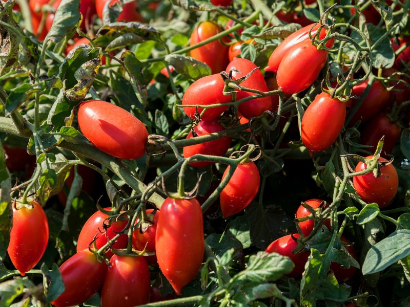 tomatoes