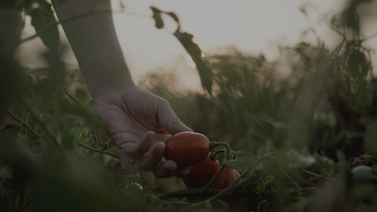 tomatoes harvest