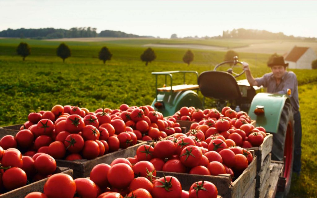 tomatoes harvest