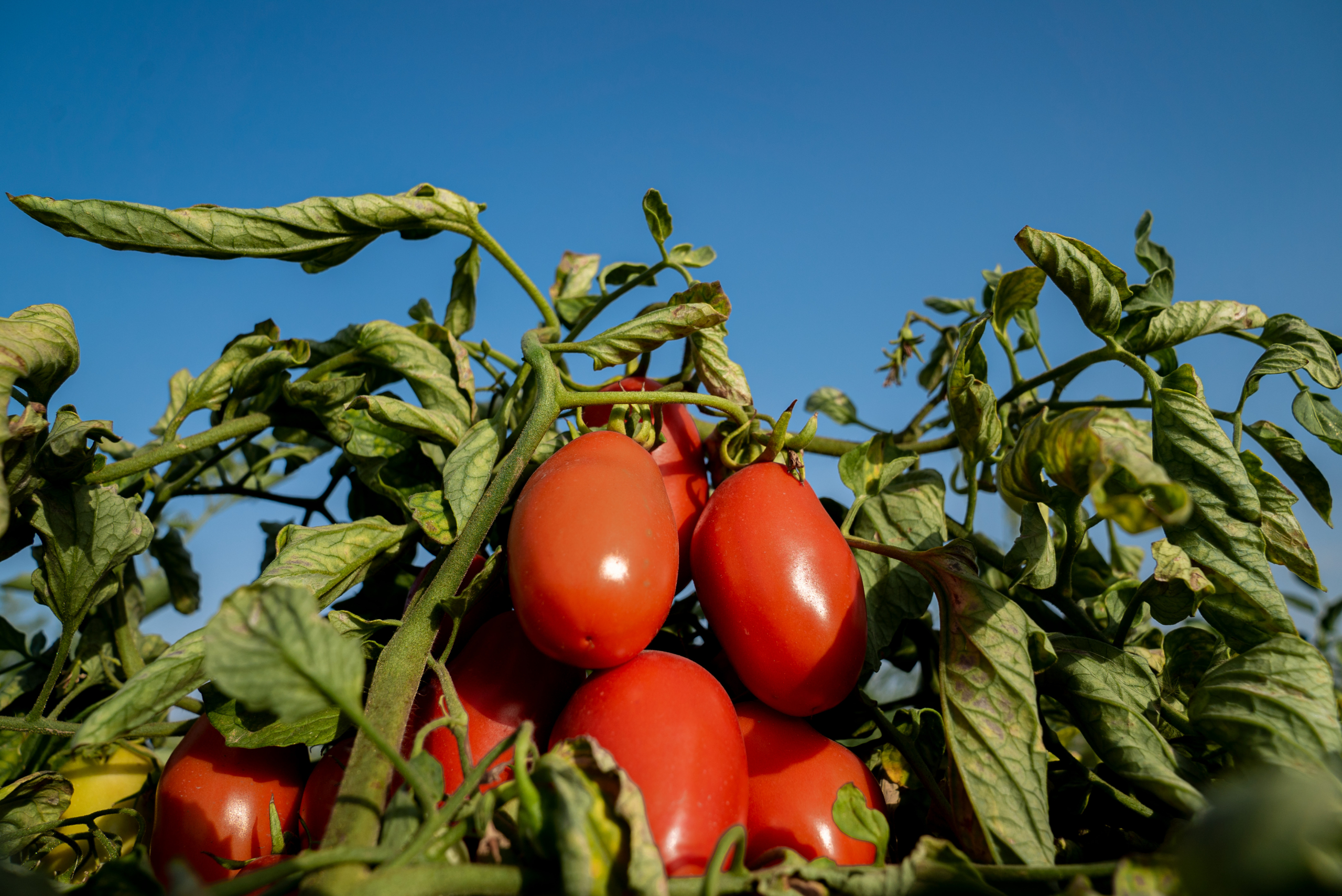 Progetto Residuo zero – bando per Accordo per l’innovazione